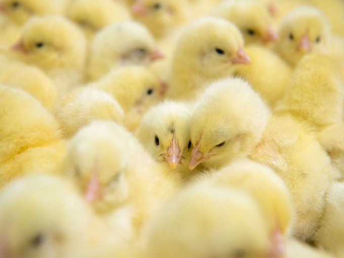 Antistresové účinky betaínu u hydiny (zdravé)