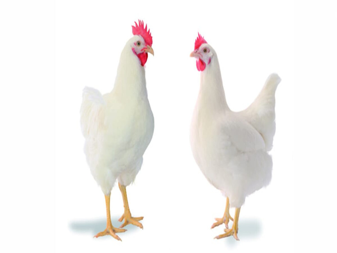 BETAÍN DOKÁŽE CHRÁNIŤ PRED KOKCIDIÓZOU A CHRÁNIŤ VITAMÍNY